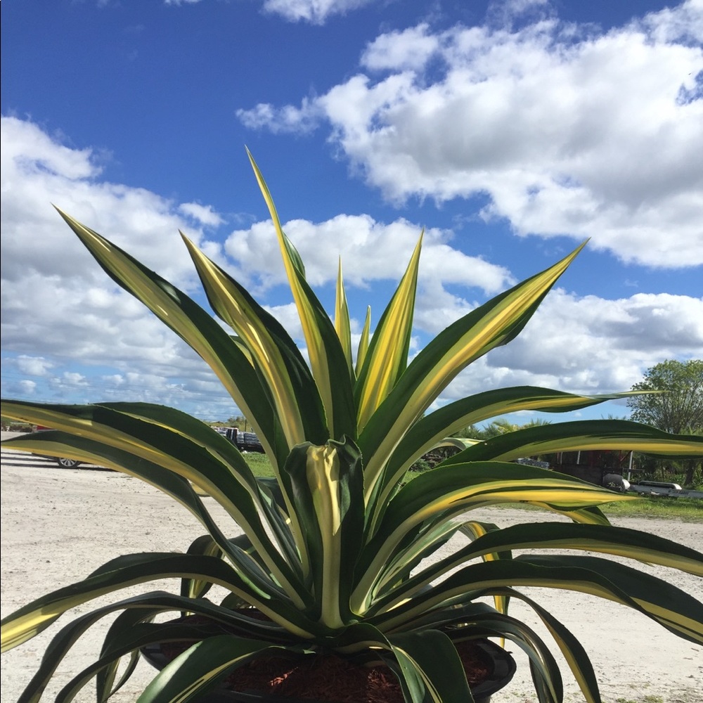 Meet your Posher, Marina